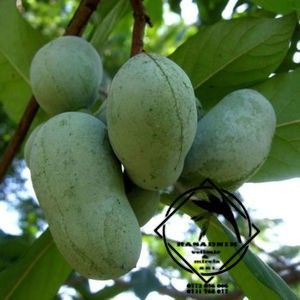 paw 1 - PAW-PAW PRIMA banan de gradina