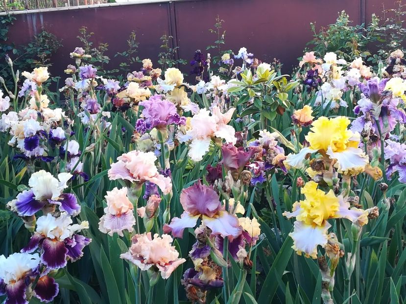  - Iriși 2021 partea a 2 a