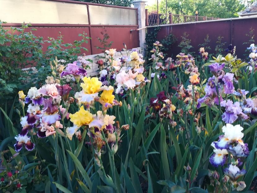  - Iriși 2021 partea a 2 a