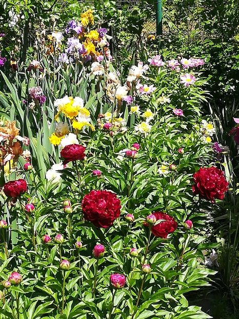  - Iriși 2021 partea a 2 a