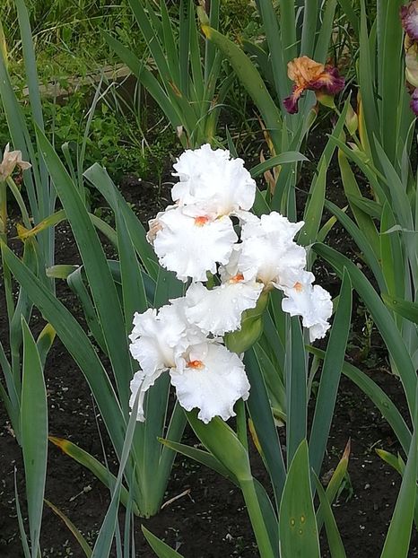  - Iriși 2021 partea a 2 a