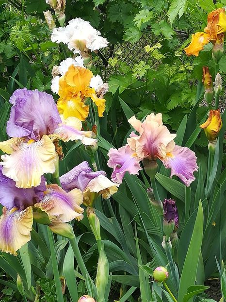  - Iriși 2021 partea a 2 a