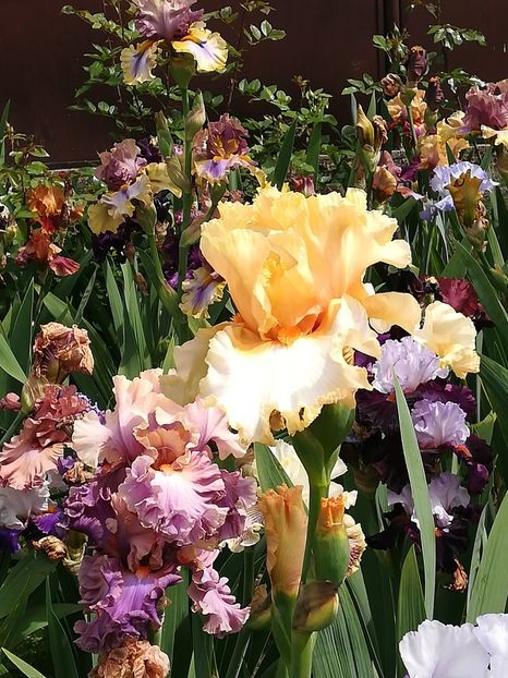  - Iriși 2021 partea a 2 a