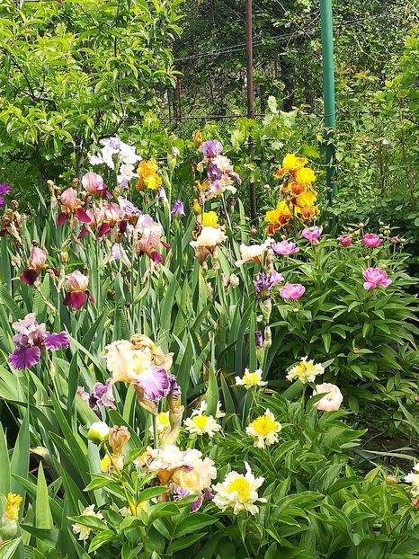  - Iriși 2021 partea a 2 a