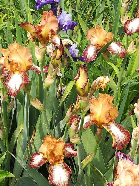  - Iriși 2021 partea a 2 a