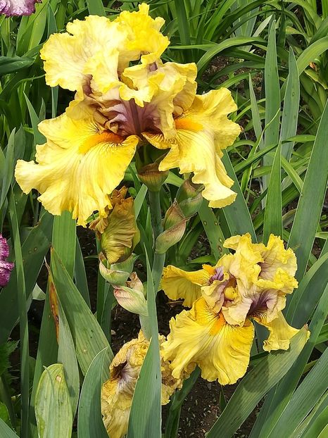  - Iriși 2021 partea a 2 a