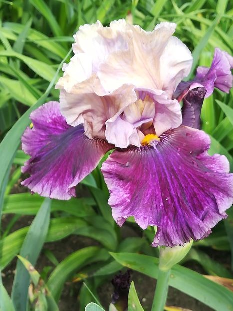  - Iriși 2021 partea a 2 a