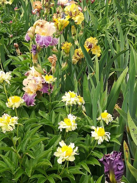  - Iriși 2021 partea a 2 a