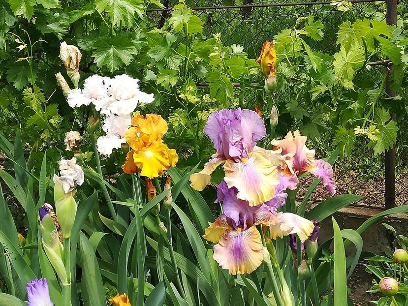  - Iriși 2021 partea a 2 a