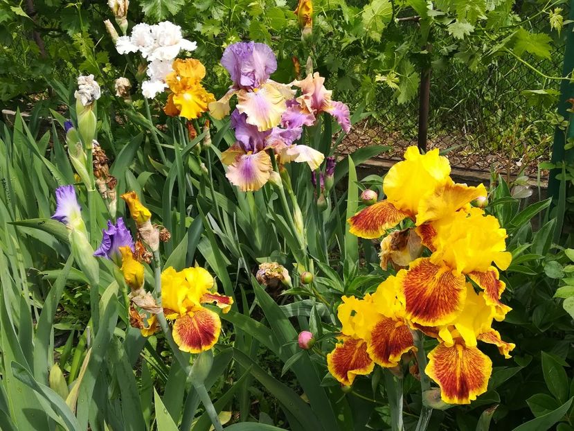  - Iriși 2021 partea a 2 a