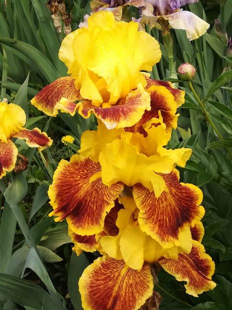  - Iriși 2021 partea a 2 a