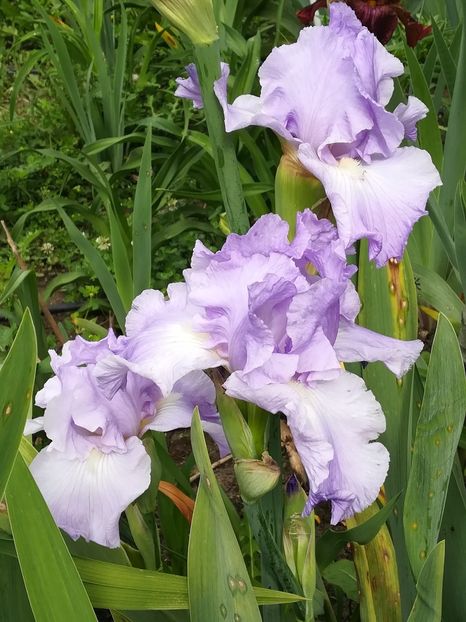  - Iriși 2021 partea a 2 a