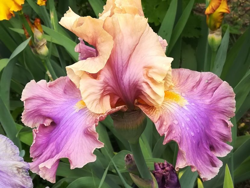  - Iriși 2021 partea a 2 a