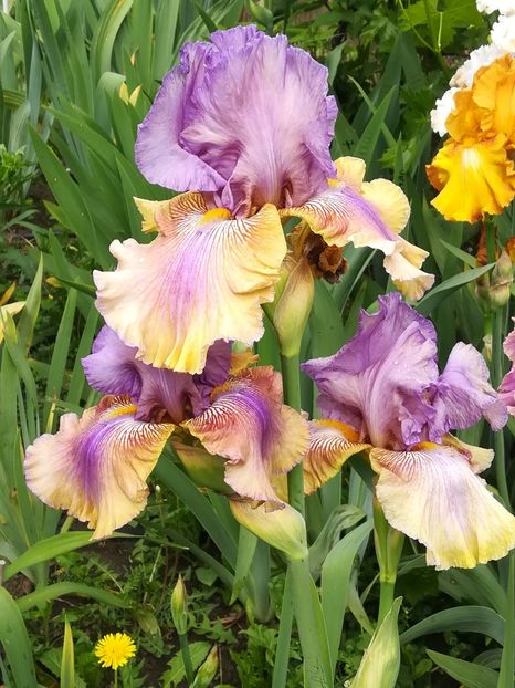  - Iriși 2021 partea a 2 a