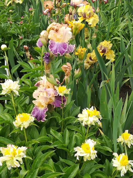  - Iriși 2021 partea a 2 a