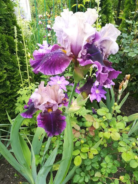  - Iriși 2021 partea a 2 a