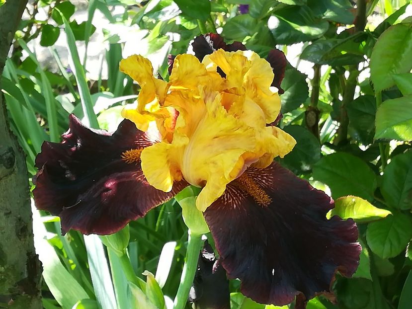  - Iriși 2021 partea a 2 a