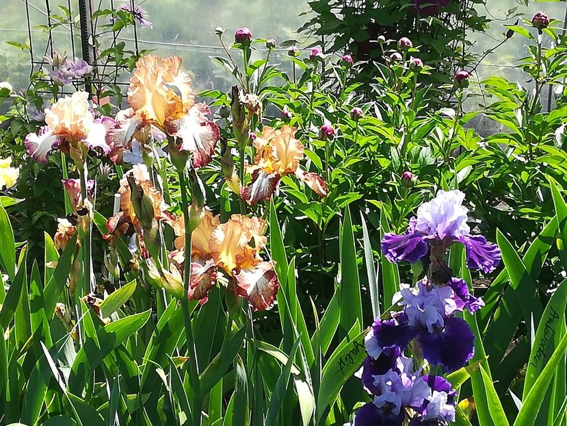  - Iriși 2021 partea a 2 a