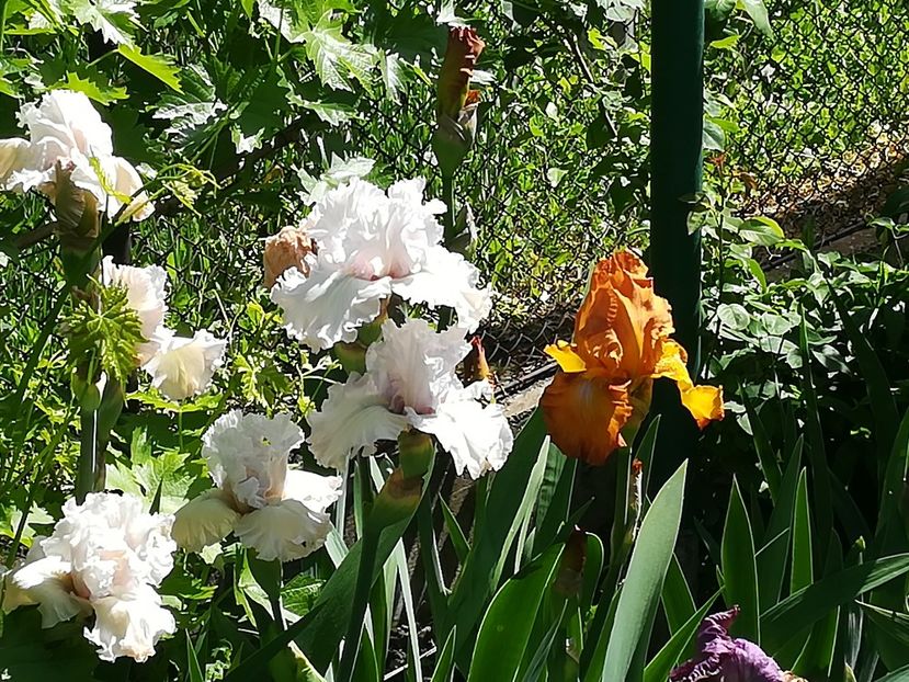  - Iriși 2021 partea a 2 a