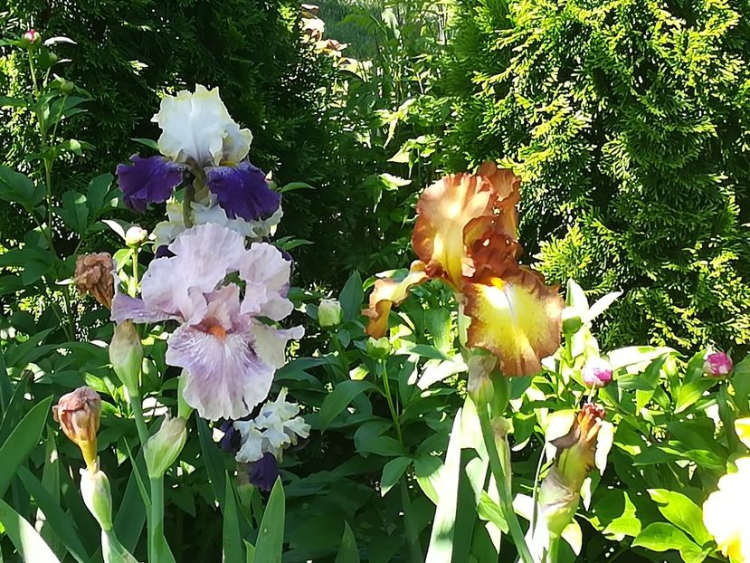  - Iriși 2021 partea a 2 a