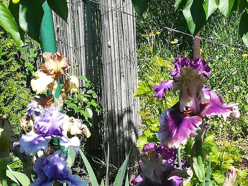  - Iriși 2021 partea a 2 a