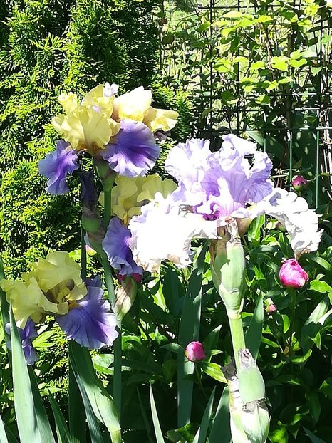  - Iriși 2021 partea a 2 a