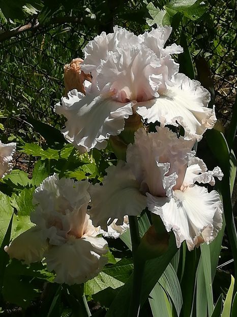  - Iriși 2021 partea a 2 a