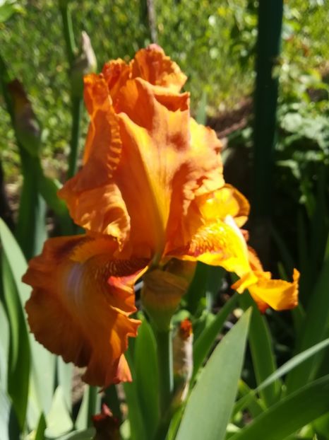  - Iriși 2021 partea a 2 a