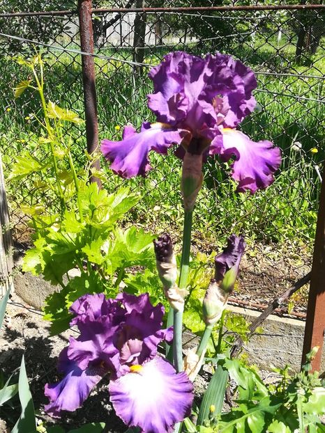  - Iriși 2021 partea a 2 a