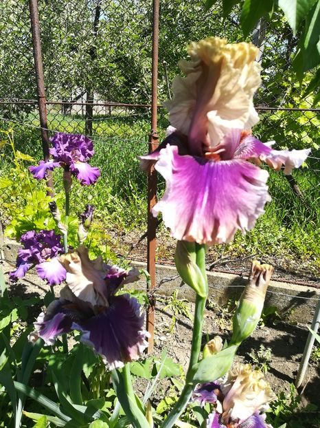  - Iriși 2021 partea a 2 a