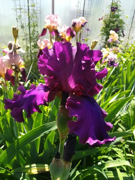  - Iriși 2021 partea a 2 a