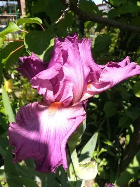  - Iriși 2021 partea a 2 a