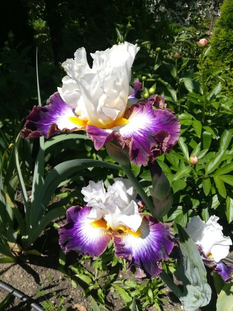  - Iriși 2021 partea a 2 a