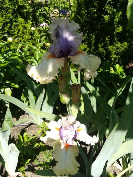  - Iriși 2021 partea a 2 a