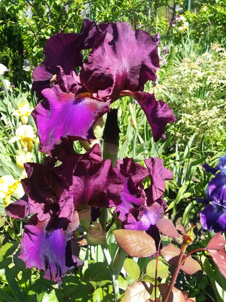  - Iriși 2021 partea a 2 a