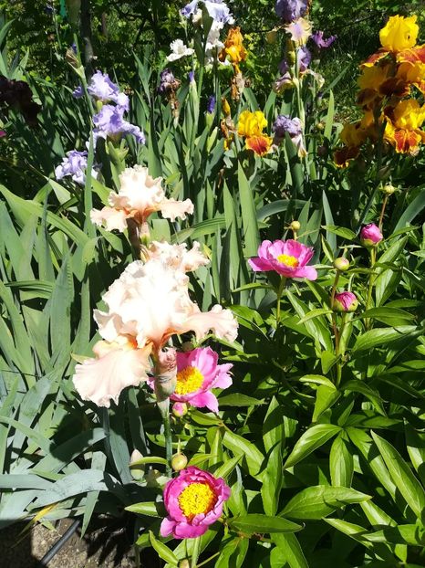  - Iriși 2021 partea a 2 a