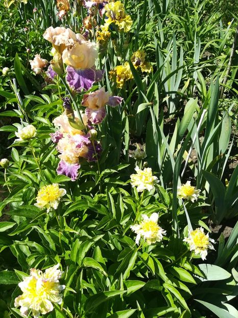  - Iriși 2021 partea a 2 a