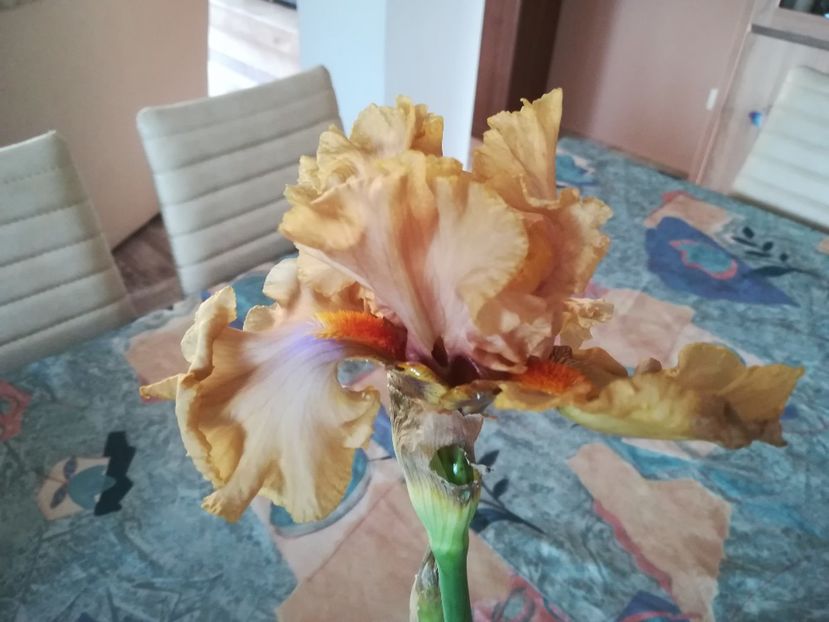  - Iriși 2021 partea a 2 a