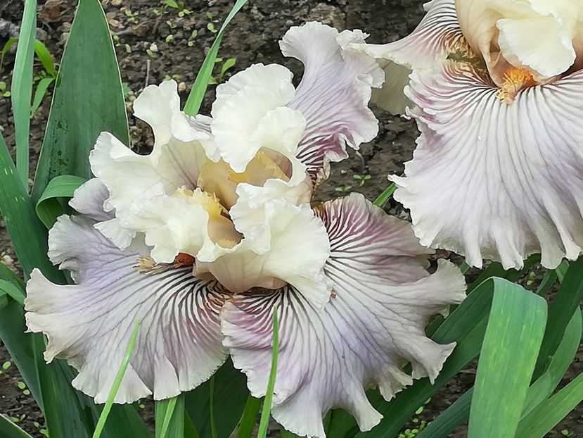  - Iriși 2021 partea a 2 a