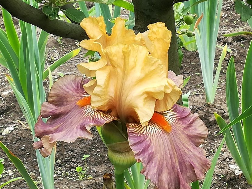  - Iriși 2021 partea a 2 a