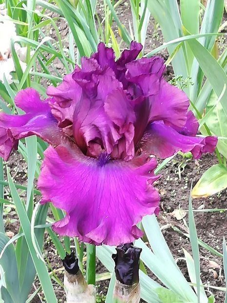  - Iriși 2021 partea a 2 a