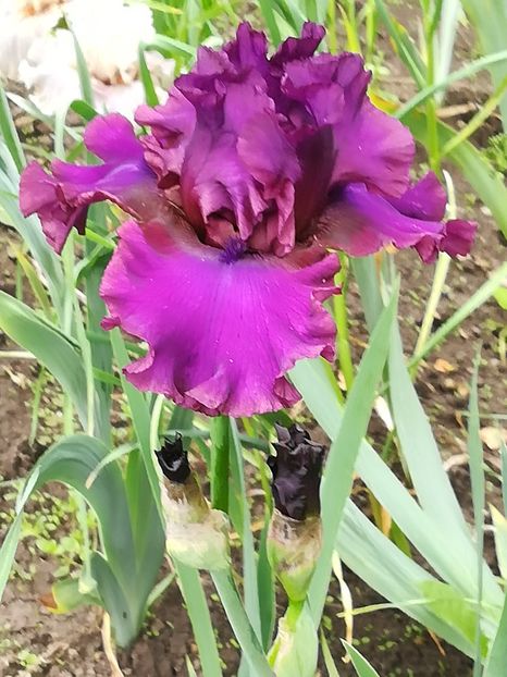  - Iriși 2021 partea a 2 a