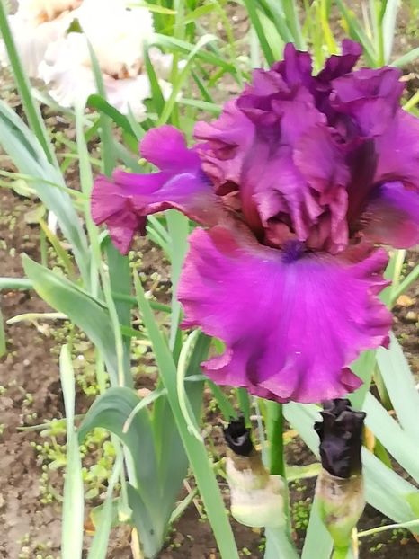  - Iriși 2021 partea a 2 a