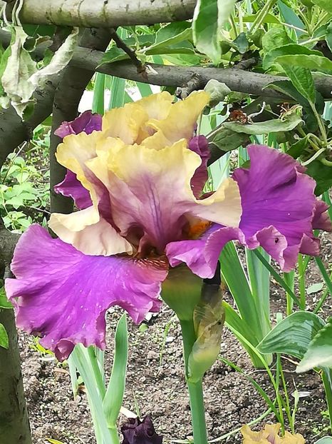  - Iriși 2021 partea a 2 a