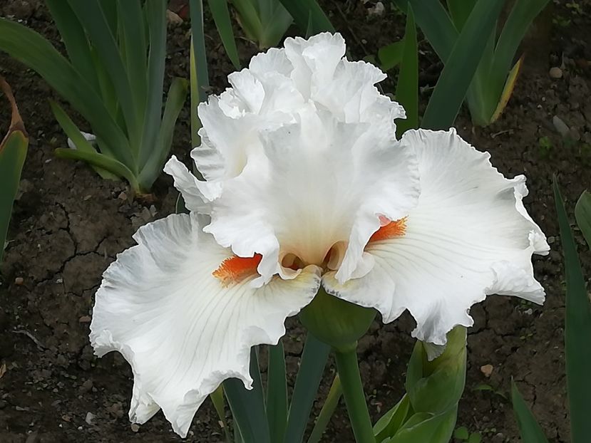  - Iriși 2021 partea a 2 a