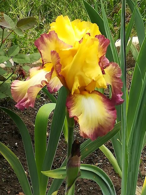  - Iriși 2021 partea a 2 a