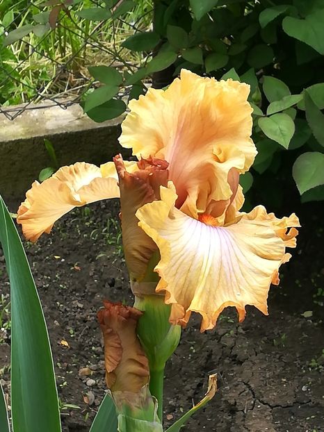  - Iriși 2021 partea a 2 a