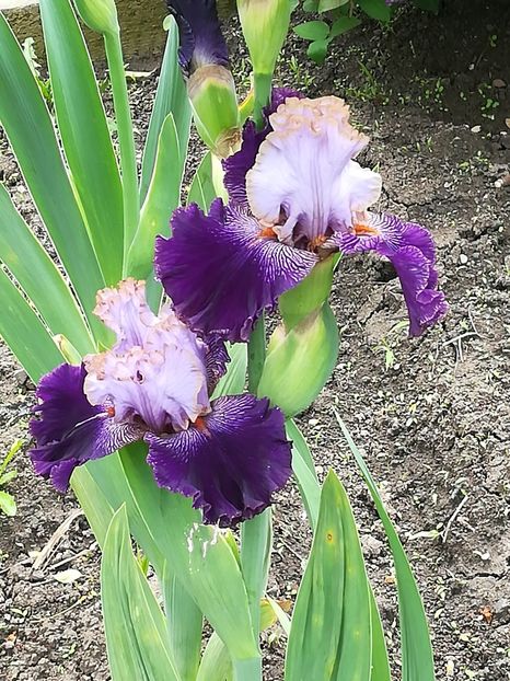  - Iriși 2021 partea a 2 a