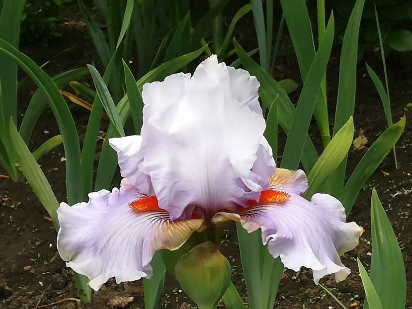  - Iriși 2021 partea a 2 a