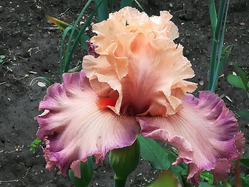  - Iriși 2021 partea a 2 a